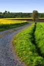 Winding country road along a blooming field Royalty Free Stock Photo