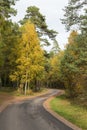 Winding country road in a colorful forest Royalty Free Stock Photo