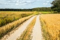 Winding country road through fields of wheat and clover Royalty Free Stock Photo