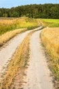 Winding country road through fields of wheat and clover Royalty Free Stock Photo