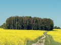 Winding country road through a yellow rapeseed field Royalty Free Stock Photo