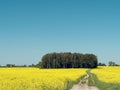 Winding country road through a yellow rapeseed field Royalty Free Stock Photo