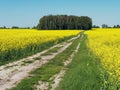 Winding country road through a yellow rapeseed field Royalty Free Stock Photo