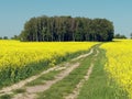 Winding country road through a yellow rapeseed field Royalty Free Stock Photo