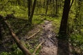 Winding countryside dirt road in forest thickets, wet after rain, tyre tracks, rich vegetation of weed, twig, fallen tree trunk Royalty Free Stock Photo
