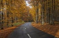 Winding Countryside Road Through Autumn Forest. Royalty Free Stock Photo