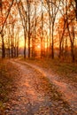 Winding Countryside Road Path Walkway Through Autumn Forest. Sun Royalty Free Stock Photo