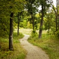 Winding Forest Trail