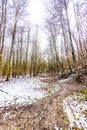 Winding dirt road between bare trees with traces of snow on the ground between hills in Dutch forest Royalty Free Stock Photo