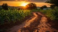 A winding dirt road through a cornfield at sunset Royalty Free Stock Photo