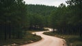 Winding dirt road cuts through a dense pine forest, featuring rows of Royalty Free Stock Photo