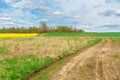 A winding dirt road between dry grass, blooming yellow rape and green grass. On the horizon there are trees against the sky with Royalty Free Stock Photo