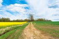 A winding dirt road between dry grass, blooming yellow rape and green grass. On the horizon there are trees against the sky with Royalty Free Stock Photo