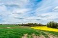 A winding dirt road between dry grass, blooming yellow rape and green grass. On the horizon there are trees against the sky with Royalty Free Stock Photo