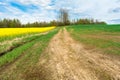 A winding dirt road between dry grass, blooming yellow rape and green grass. On the horizon there are trees against the sky with Royalty Free Stock Photo