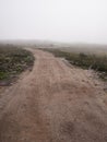 Winding dirt road goes on tundra