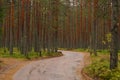 A winding dirt road past a pine forest, the autumn season Royalty Free Stock Photo