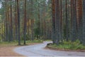 A winding dirt road in a pine forest in the autumn after a rain Royalty Free Stock Photo