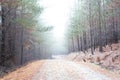 Winding dirt road through a pine forest with a thick fog Royalty Free Stock Photo