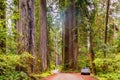 Winding Dirt Road in Redwood National Park California Royalty Free Stock Photo