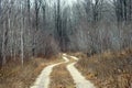 Winding dirt road though bare maple trees in the woods.