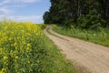 a winding field road. blooming rapeseed. yellow field of rapeseed flowers. Royalty Free Stock Photo