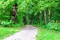 Winding Footpath through a Beautiful Green Beech Forest with Deciduous Trees. Dirt Trail Leads into the National Park in Croatia Royalty Free Stock Photo