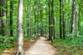 Winding Footpath through a Beautiful Green Beech Forest with Deciduous Trees. Dirt Trail Leads into the Plitvice Lakes, Croatia Royalty Free Stock Photo