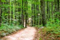 Winding Footpath through a Beautiful Green Beech Forest with Deciduous Trees. Dirt Trail Leads into the Plitvice Lakes in Croatia Royalty Free Stock Photo