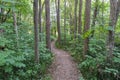 Winding footpath through a green forest