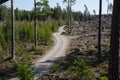 Winding forest dirt road