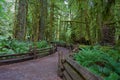 Winding Forest Path Royalty Free Stock Photo