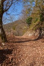 Winding forest path with mountain view in fall Royalty Free Stock Photo