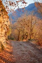 Winding forest path with mountain view in fall Royalty Free Stock Photo
