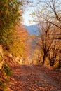 Winding forest path with mountain view in fall Royalty Free Stock Photo