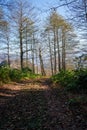 Winding forest path with mountain view in fall Royalty Free Stock Photo