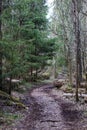 winding forest path in the Russian forest Royalty Free Stock Photo