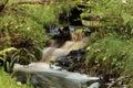 Winding forest stream long exposure