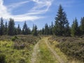 Winding forest track road in Brdy mountain hills with green spruce trees forest and blue sky, Czech Republic