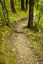 Winding Forest Trail