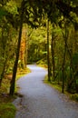 Winding Forest Walk, Lake Matheson, New Zealand Royalty Free Stock Photo