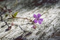 Winding Geranium robertianum on rough wooden surface