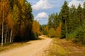 Winding gravel road in a coniferous forest in autumn Royalty Free Stock Photo