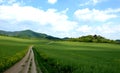 Winding gravel road between fields leads to hills to natural hills is natural dusty sun clouds green field with blooming yellow Royalty Free Stock Photo