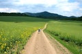 Winding gravel road between fields leads to hills to natural hills is natural dusty sun clouds green field with blooming yellow Royalty Free Stock Photo