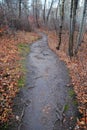 Winding hiking trail in forest Royalty Free Stock Photo