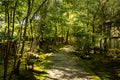 A winding illuminated paved path through a japanese park, Aso-Kuju National Park, Japan. Royalty Free Stock Photo