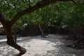 Winding Mangroves on the Beach at Mango Halto