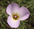 Winding Mariposa Lily