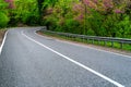 Winding modern asphalt road in summer forest